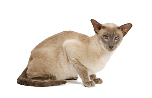 Imagen promoción ¡Descuento en producto para gatos Siamese! p2