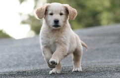 Cachorros aprenden jugando