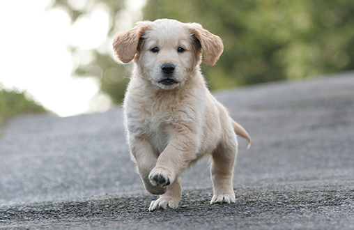 Cachorros aprenden jugando