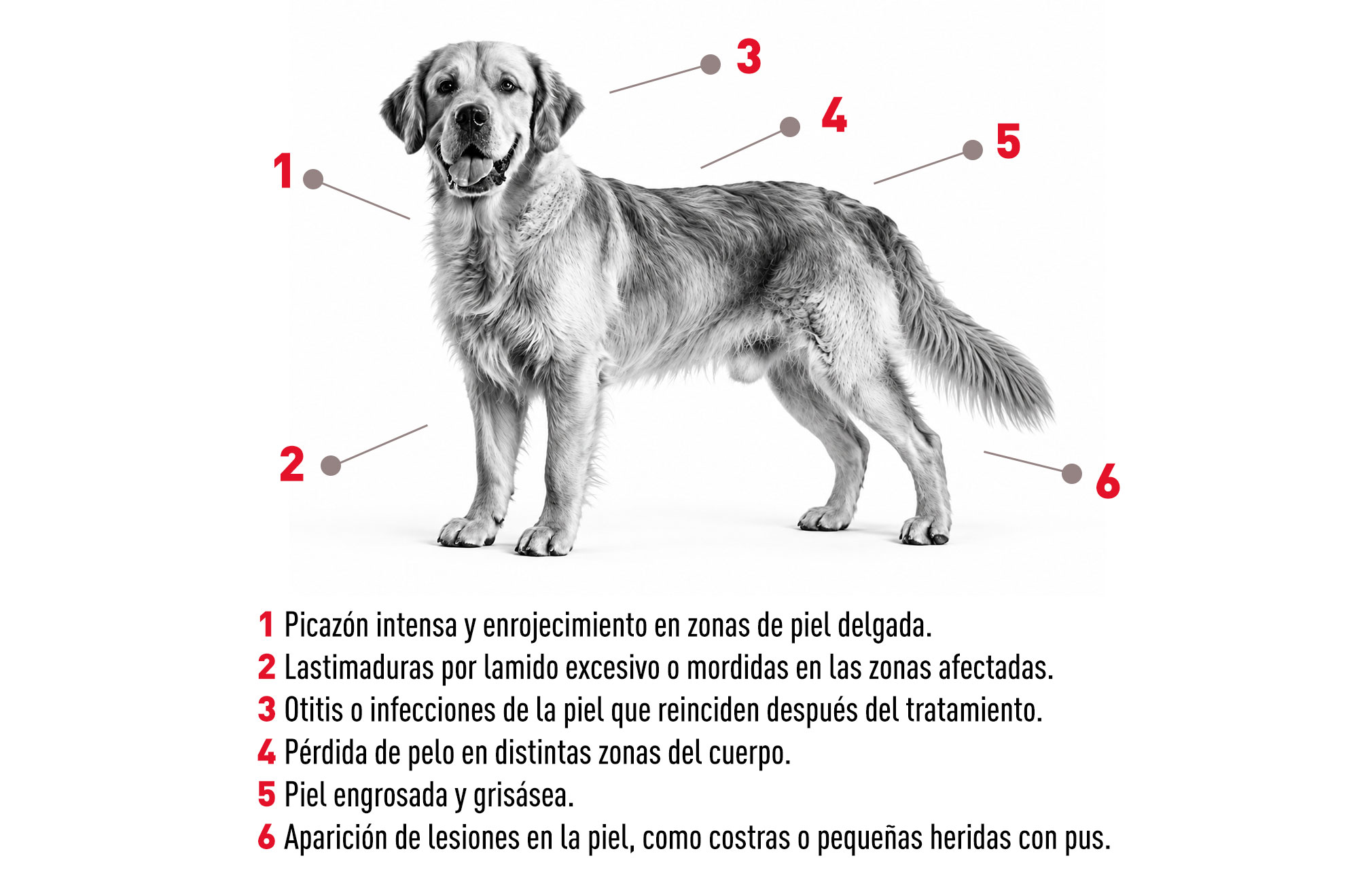 La llegada de la primavera: alergias en las mascotas-3