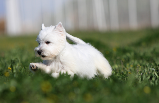 La llegada de la primavera: alergias en las mascotas