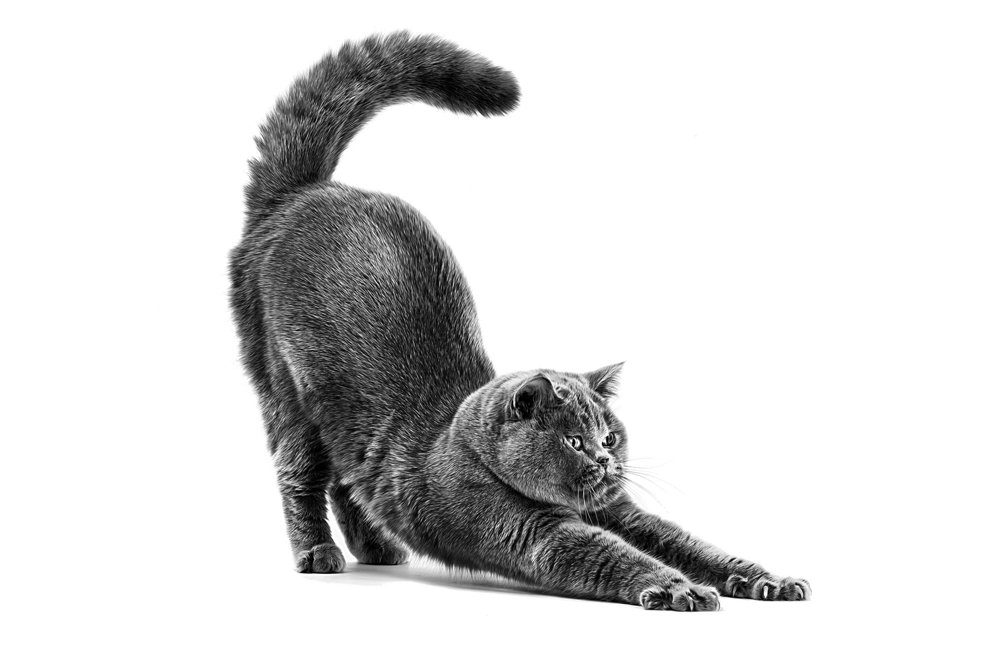 El lenguaje corporal y gestual de los gatos1