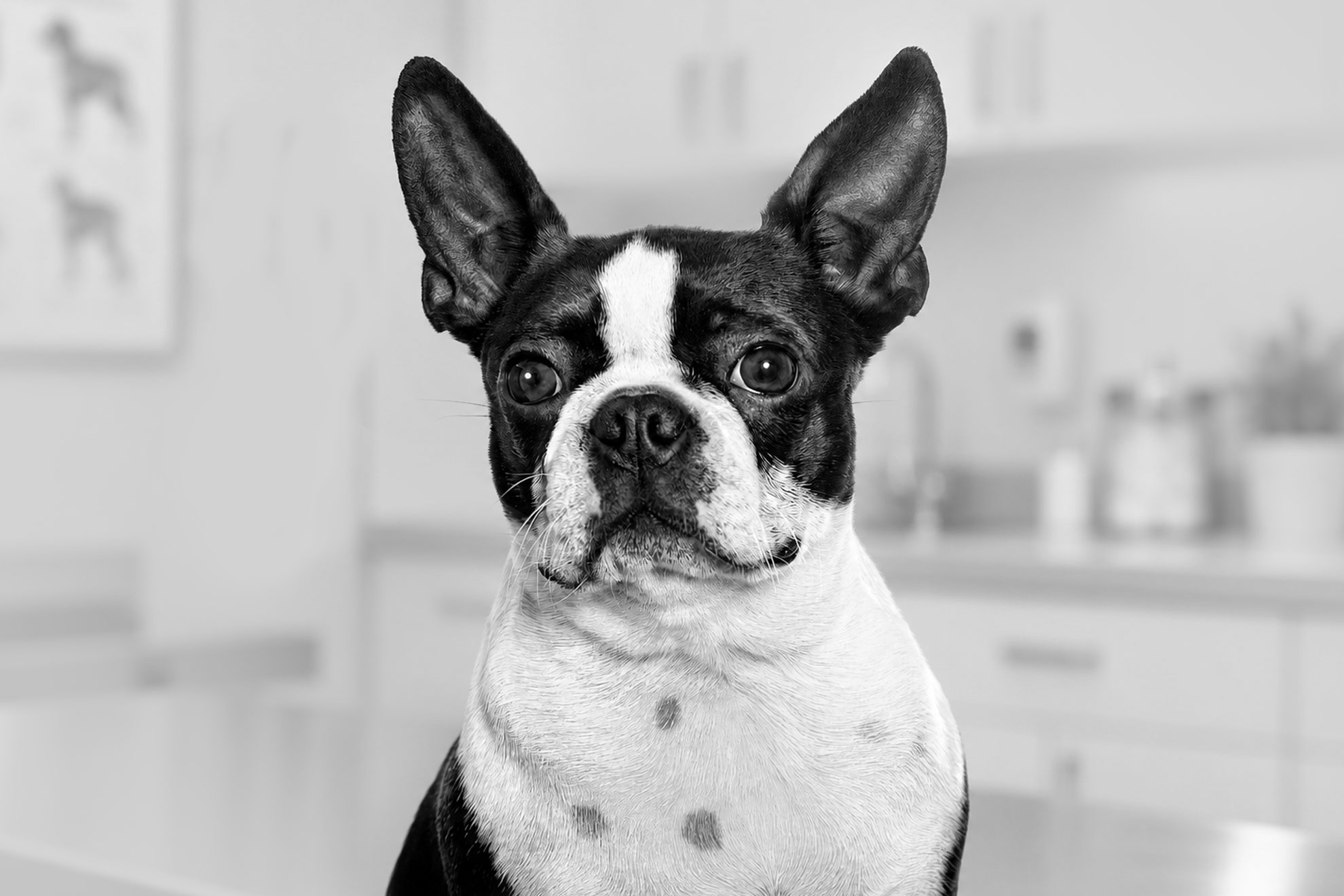 Consejos para llevar a tu mascota al veterinario