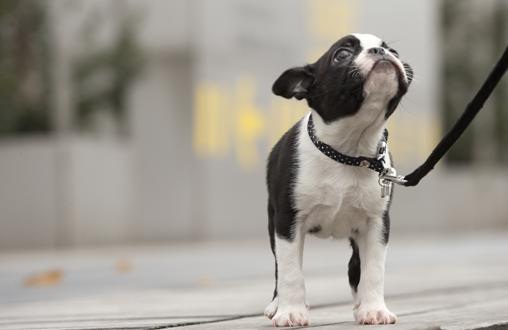 Consejos para llevar a tu mascota al veterinario