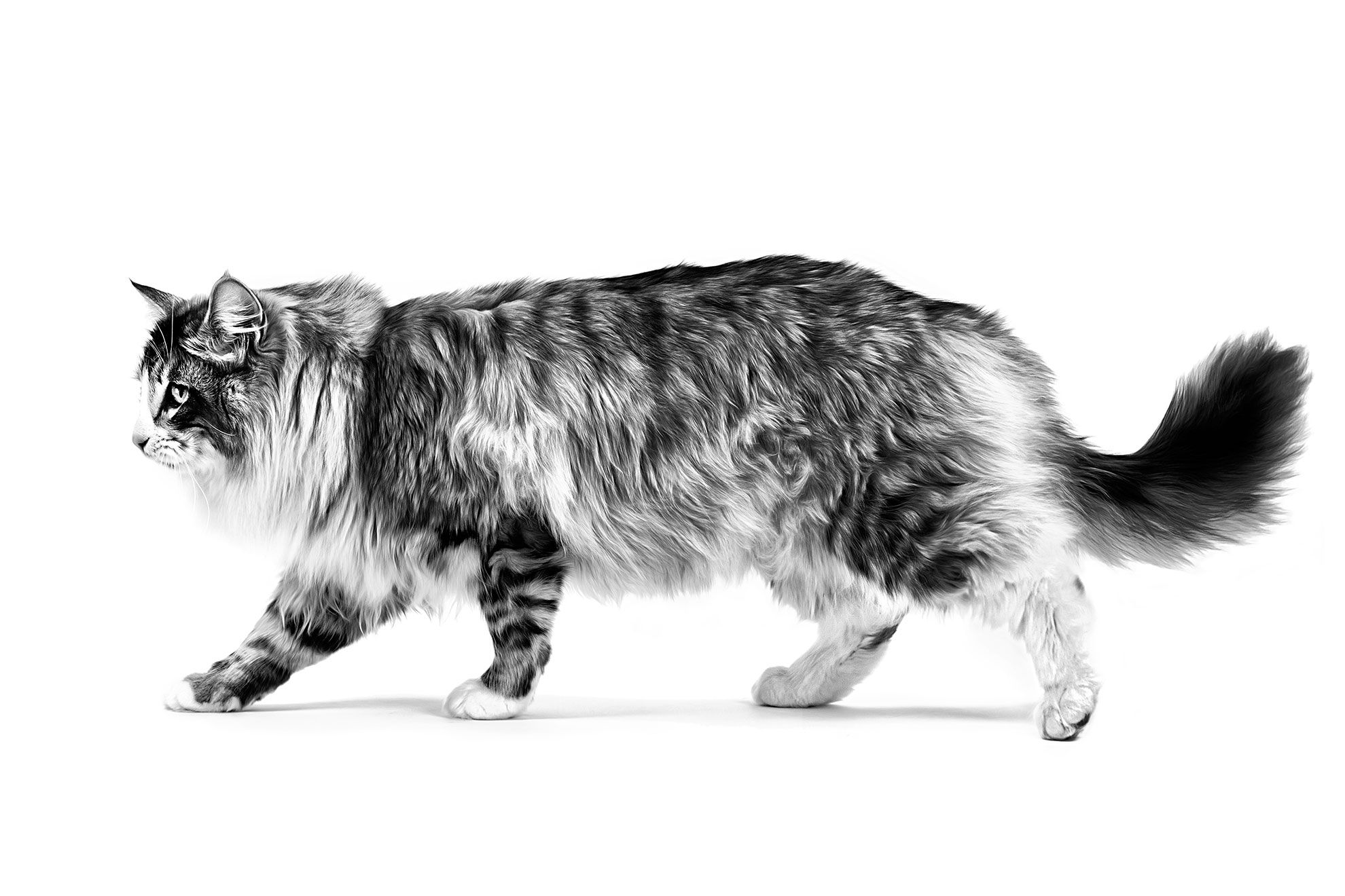 VeranoGatos