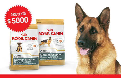 Imagen promoción German Shepherd Junior y Adult