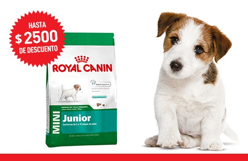 Imagen promoción Mini Junior