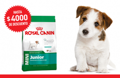 Imagen promoción Mini Junior