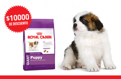 Imagen promoción Giant Puppy