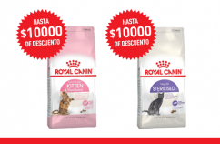Imagen promoción Gato Estirilizado