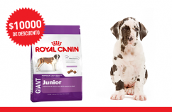Imagen promoción Giant Junior