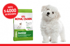 Imagen promoción X-Small Junior