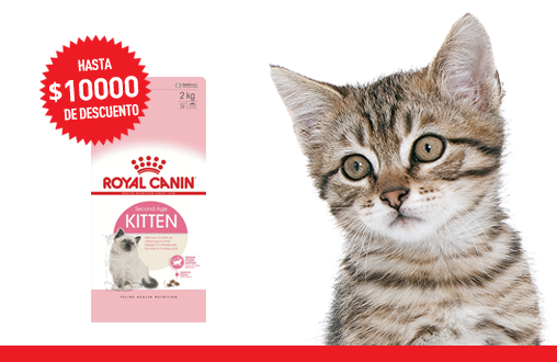 Imagen promoción Kitten