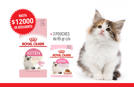 Imagen promoción Kitten + Kitten Húmedo