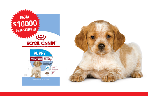 Imagen promoción Medium Puppy