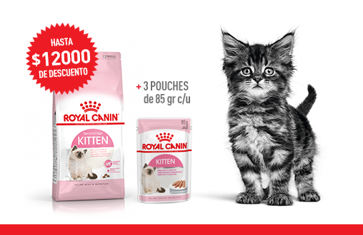 Imagen promoción Kitten + Kitten Húmedo