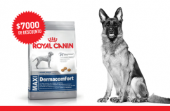 Imagen promoción Perros grandes con necesidades especiales