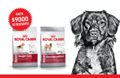 Imagen promoción Perros medianos con necesidades especiales