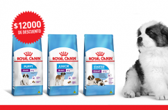 Imagen promoción Madres y cachorros de talla gigante