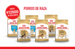Imagen promoción Perros de raza "COPIA"