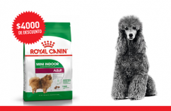 Imagen promoción Perros adultos de talla pequeña de interior