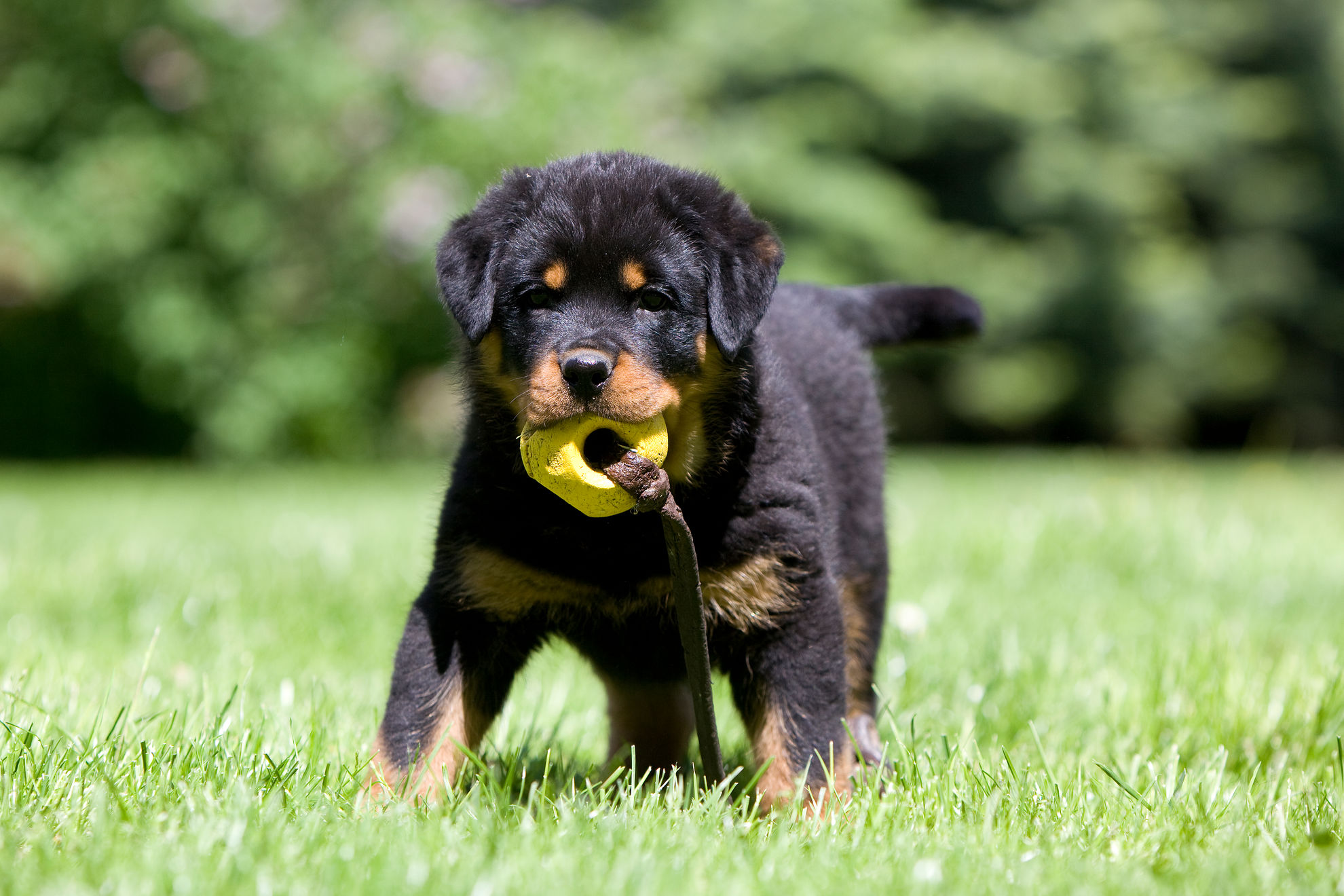 Consejos sobre el tiempo de juego del cachorro