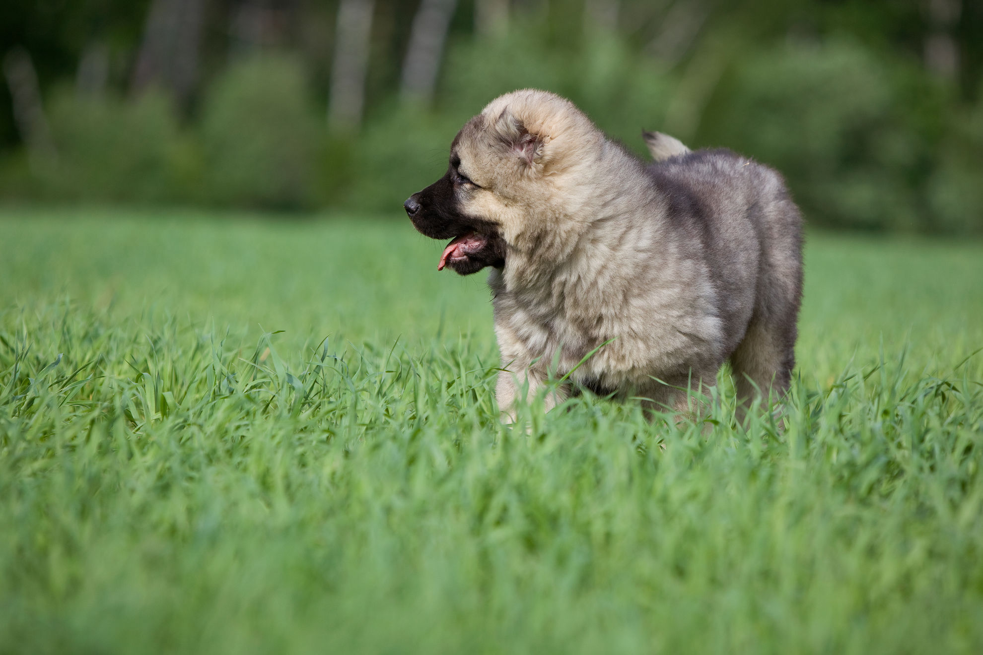 El cepillado de dientes en los cachorros