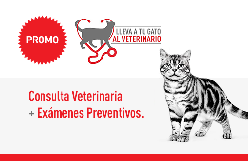 Imagen promoción Promo Mes del Gato - Consulta Veterinaria + Exámenes Preventivos