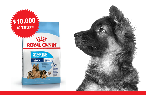 Imagen promoción Madres y cachorros de talla grande