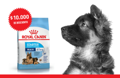 Imagen promoción Madres y cachorros de talla grande