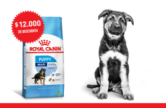 Imagen promoción Cachorros de talla grande