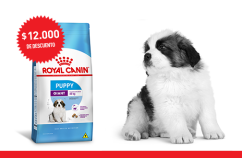 Imagen promoción Cachorros de talla gigante