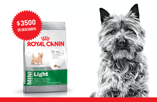 Imagen promoción Perros adultos de talla pequeña con necesidades especiales 
