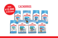 Imagen promoción Cachorros