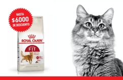 Imagen promoción Gatos activos
