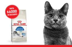 Imagen promoción Gatos de interior