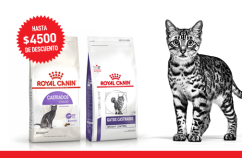 Imagen promoción Gatos esterilizados
