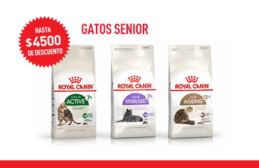 Imagen promoción Gatos Senior